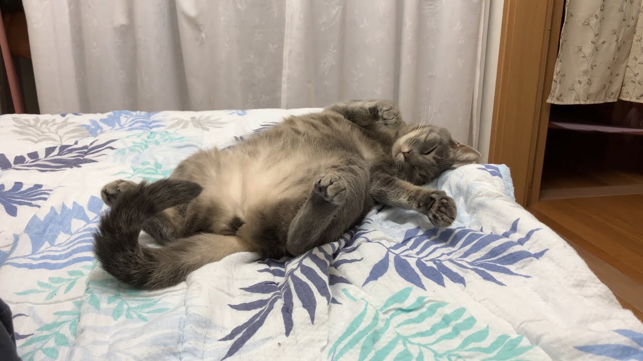 甘えん坊猫「はなちゃん」ののんびり幸せな毎日