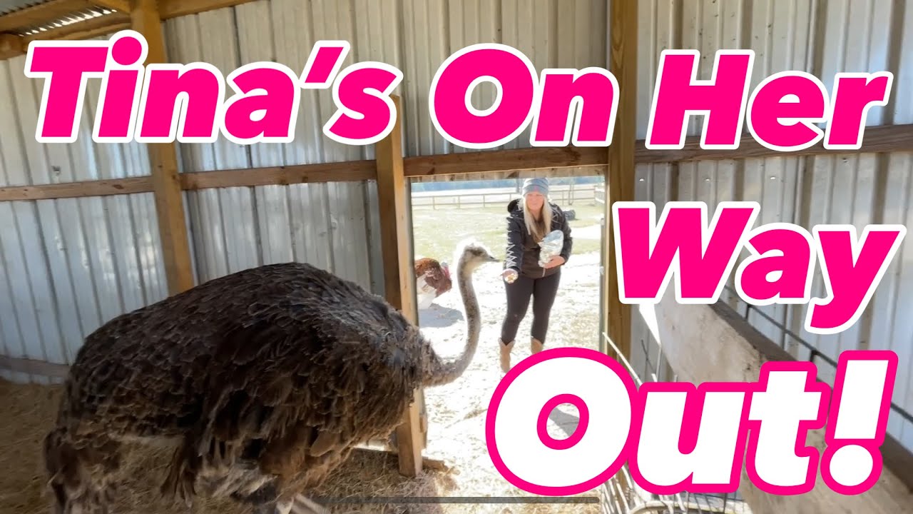 Trust Test With My Ostrich