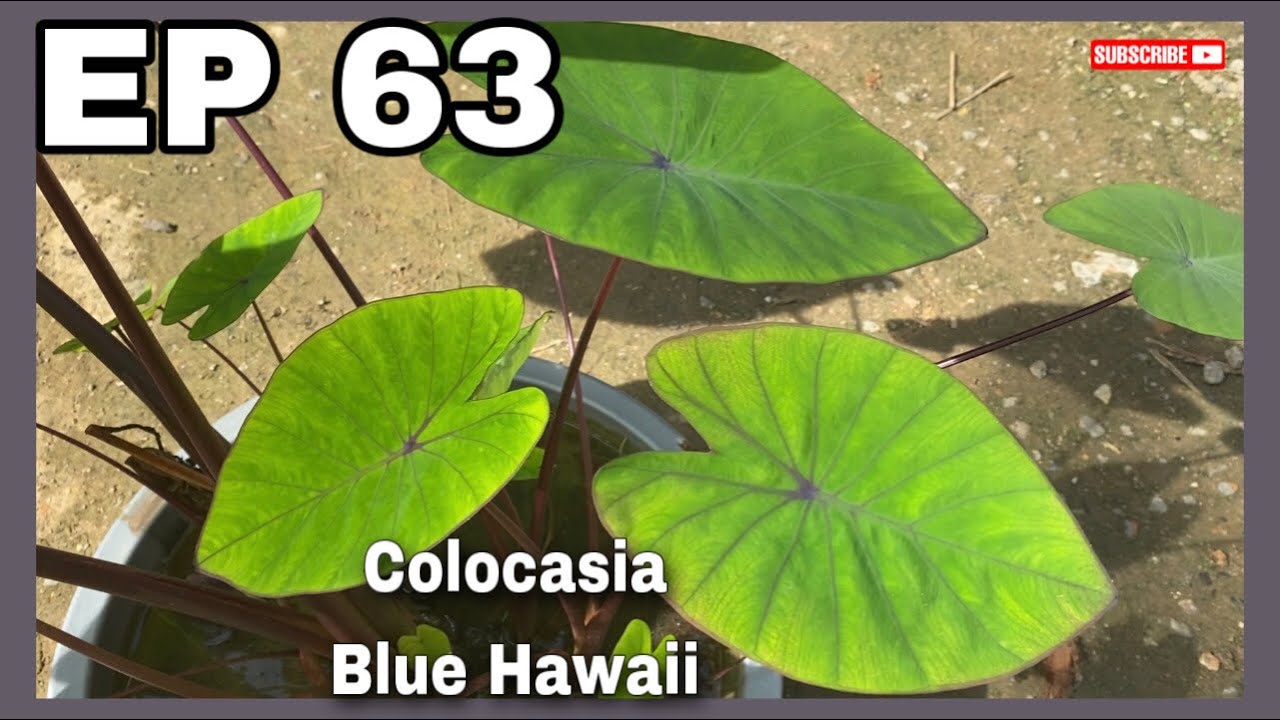 Colocasia Blue Hawaii | JPlan Garden
