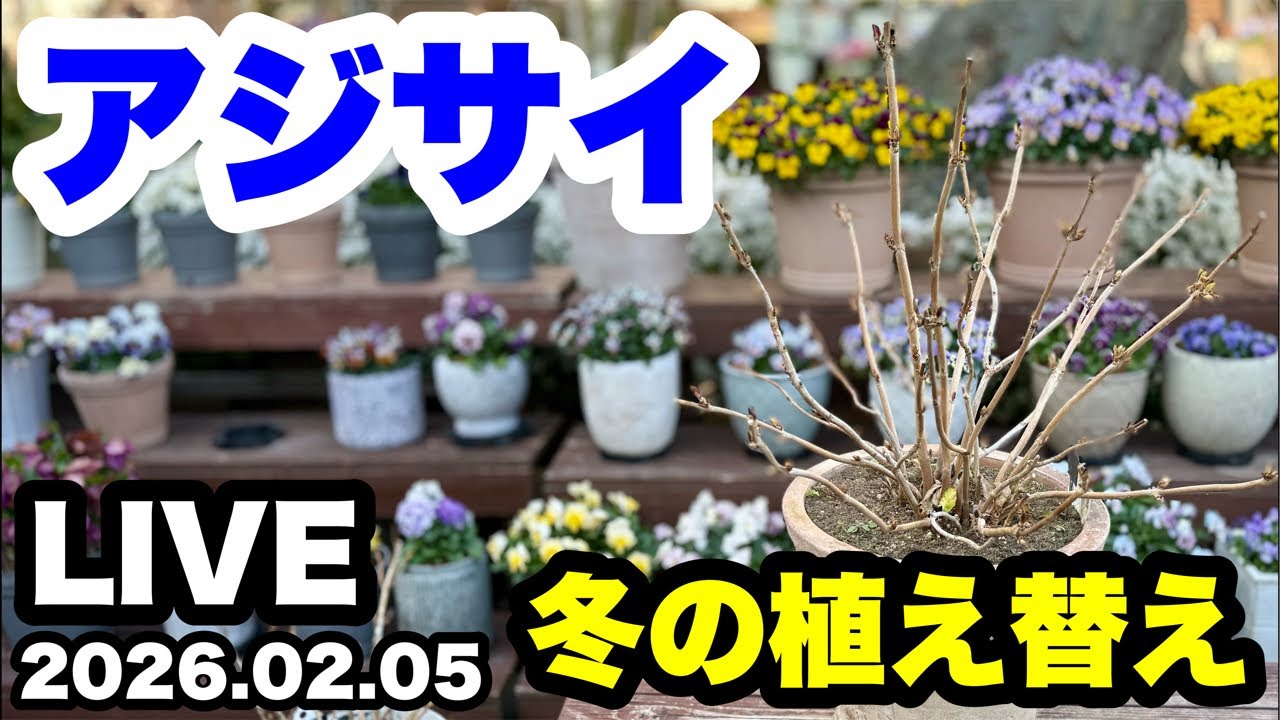 ◆【紫陽花】今がチャンス🪴冬の植え替え祭り！