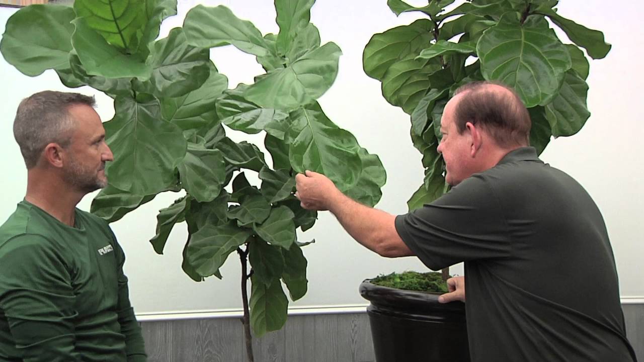 Plantz Profile Ficus Lyrata