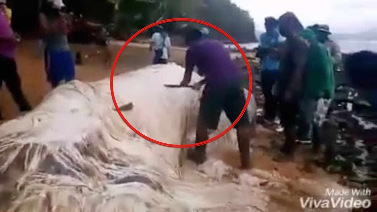 Philippines Furry Hairy Globster Footage, Size Confirmed, Possibly a Manatee? Dinagat Island