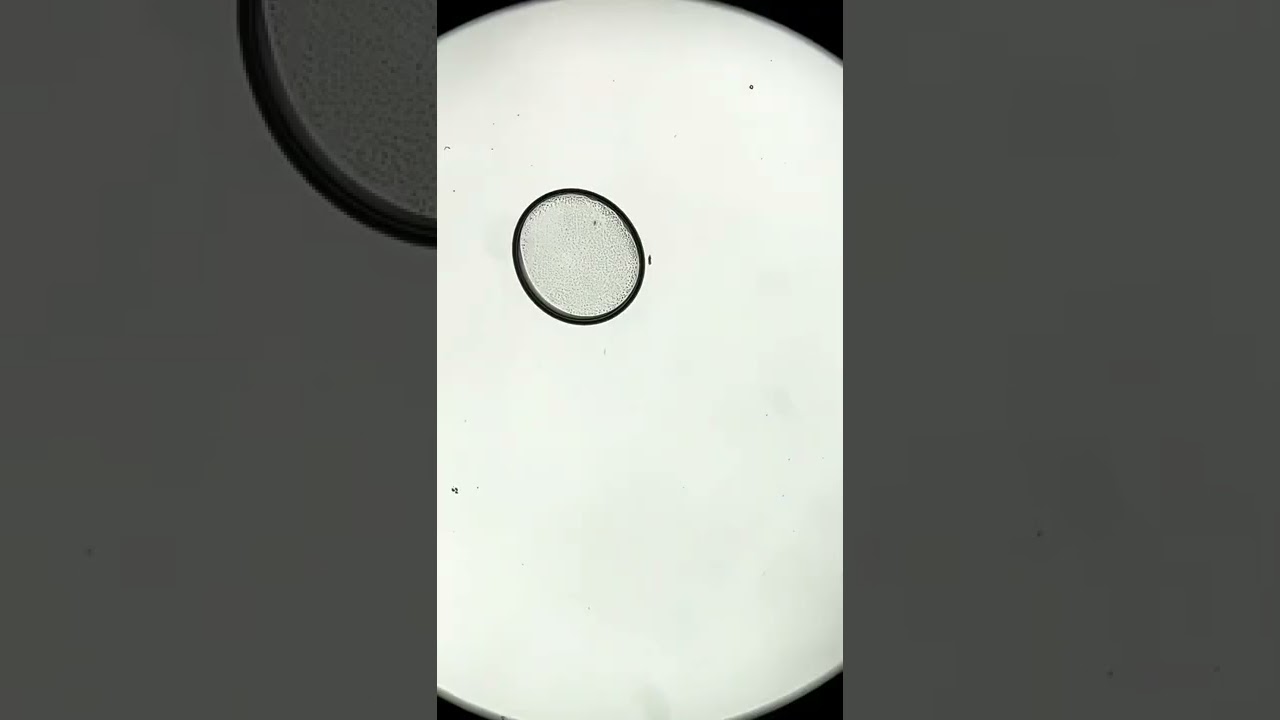 Водопроводная вода под микроскопом! (Вы будете удивлены!)