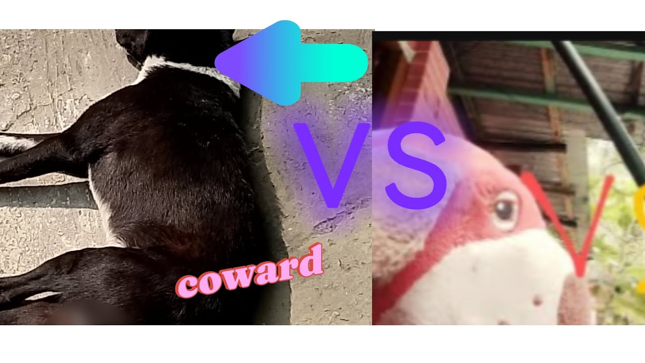 The cowardly egg dog vs modon vs adnan game.