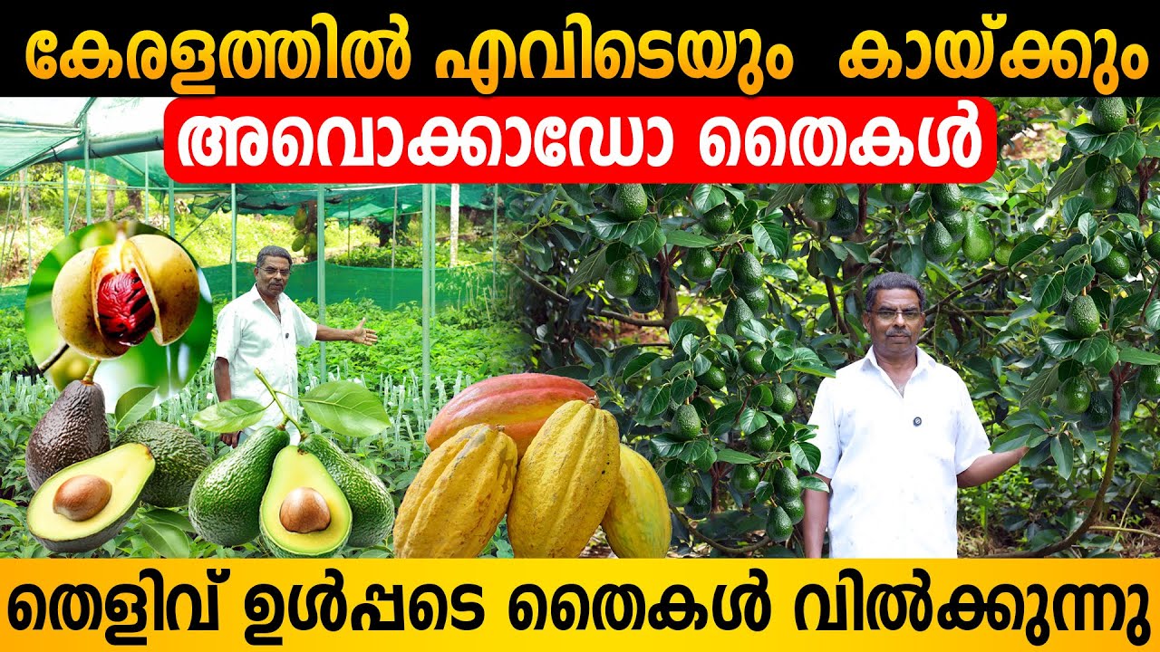 ഏത് കാലാവസ്ഥയിലും നിറഞ്ഞു കായ്ക്കും അവോക്കാഡോ | കുറഞ്ഞവിലയ്ക്ക് കേരളത്തിൽ എവിടെയും |Avocado Pollock
