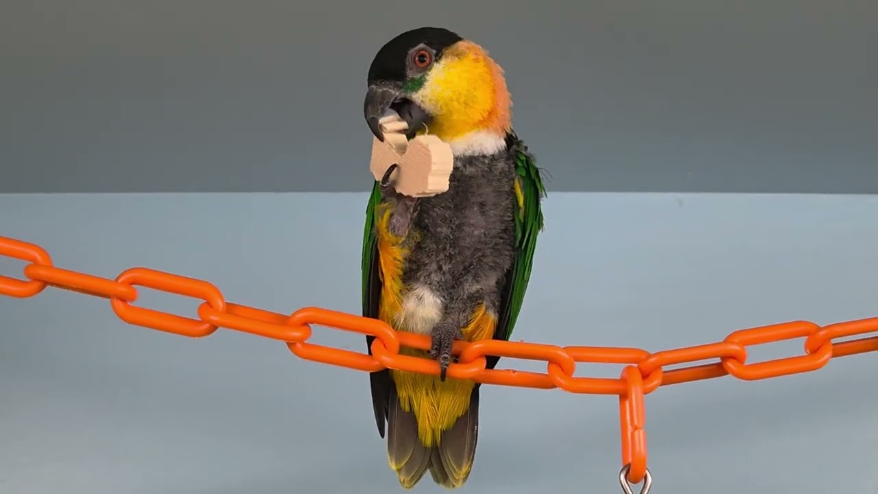 It's time for some Rainbow Beaver recess!!! 😎