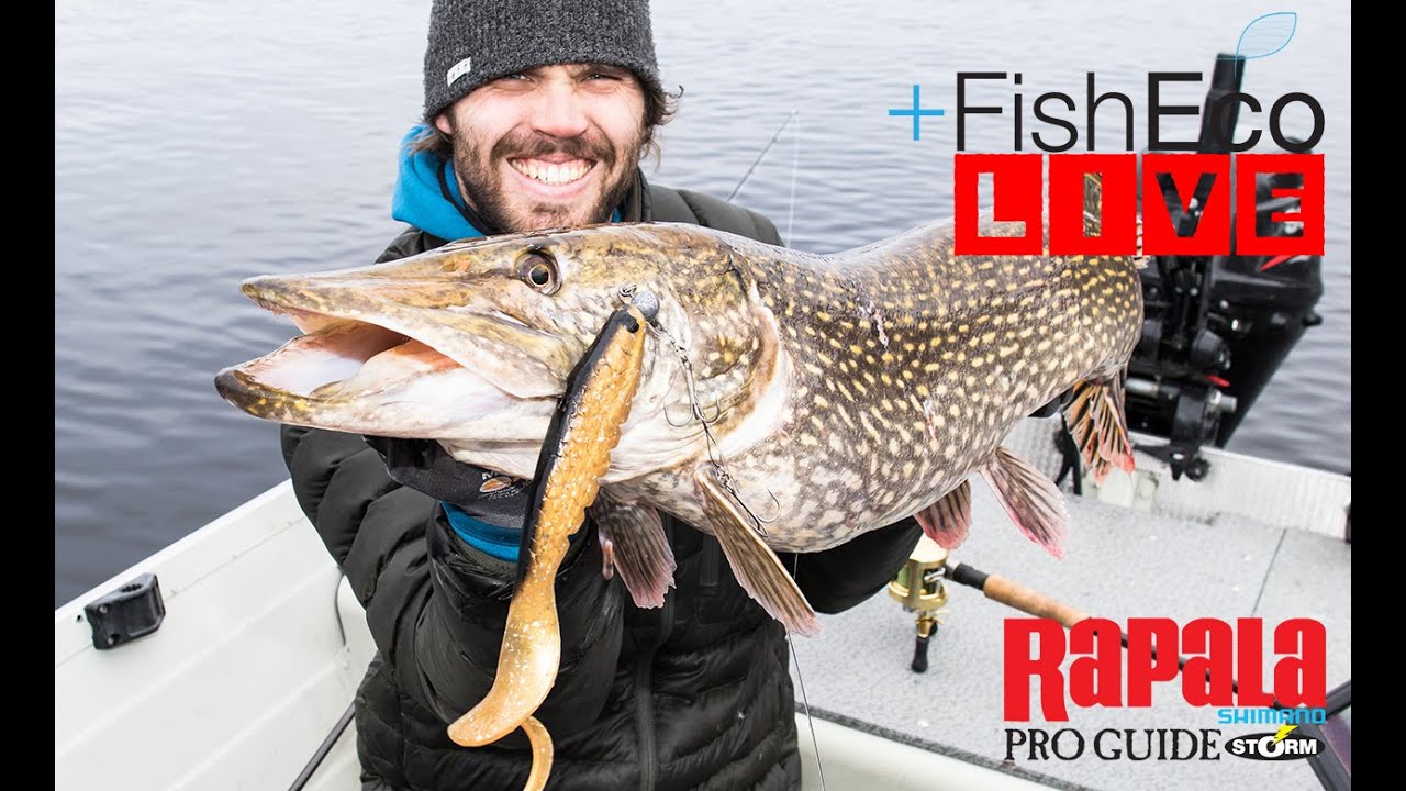 LIVEfiske efter g&auml;dda med Mathias Holgersson Rapala Proguide!