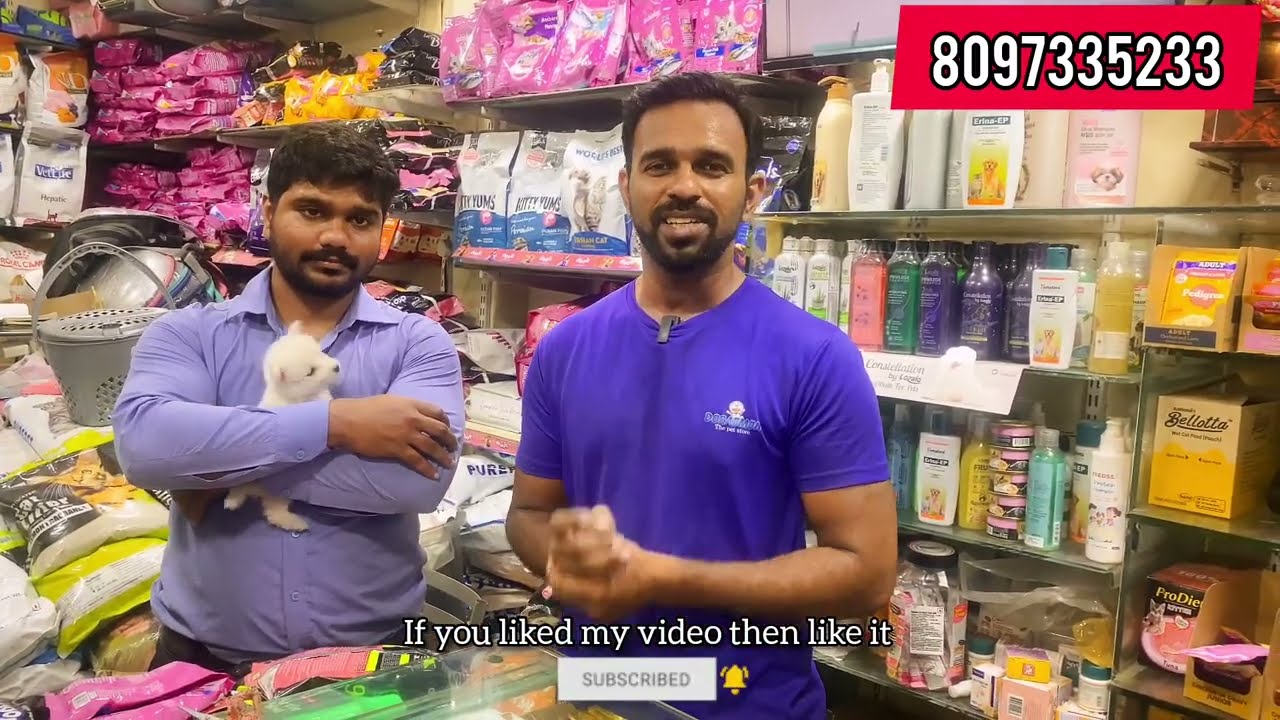 Pomeranian dog price in india | Pomeranian dog | Pomeranian | toy pom 