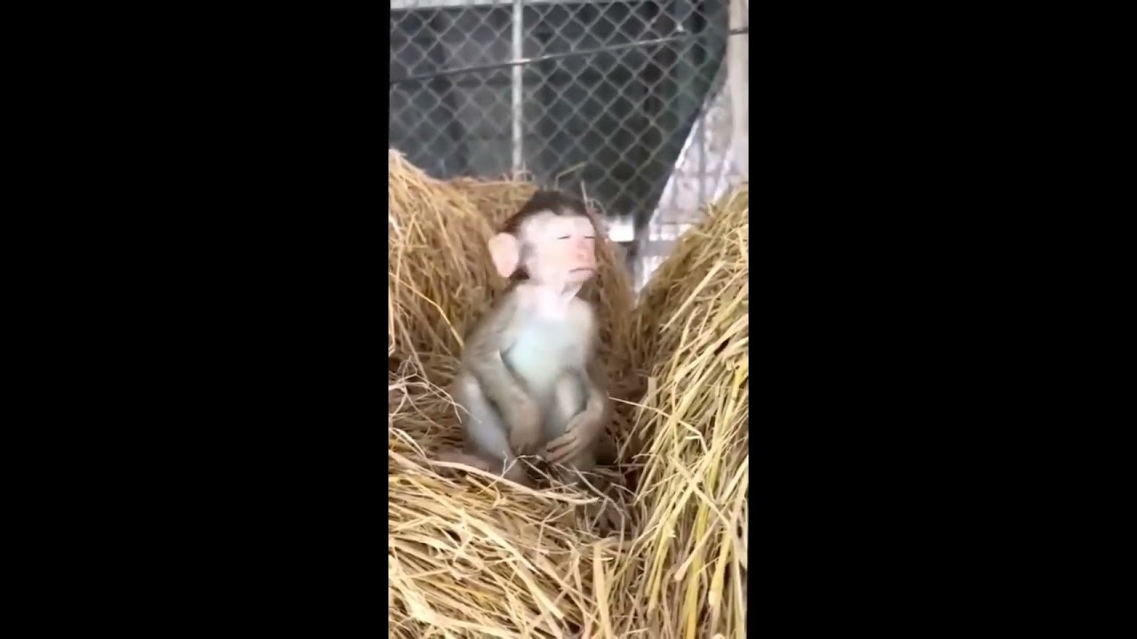 monkey video | anak monyet ngantuk akibat begadang semalaman