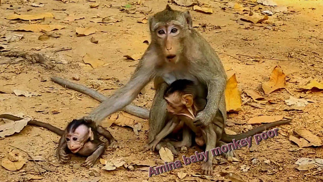 When Anna's children played with Rena's children, she always didn't like them being together.