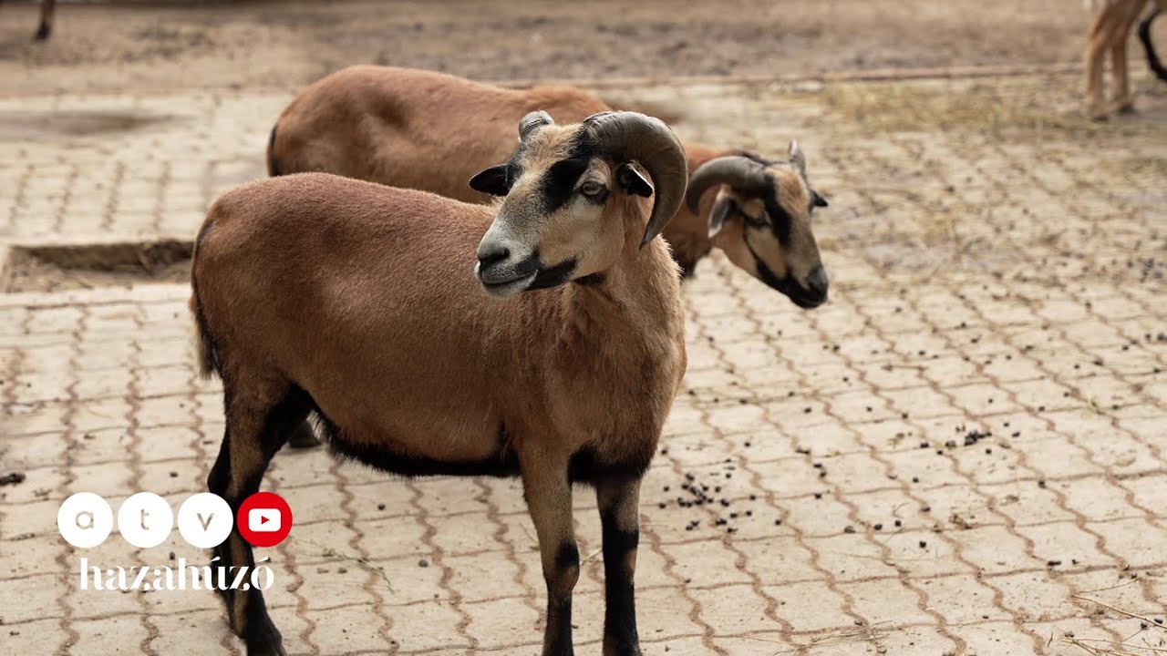 HAZAHÚZÓ – Kirándulás Szigethalmon és környékén