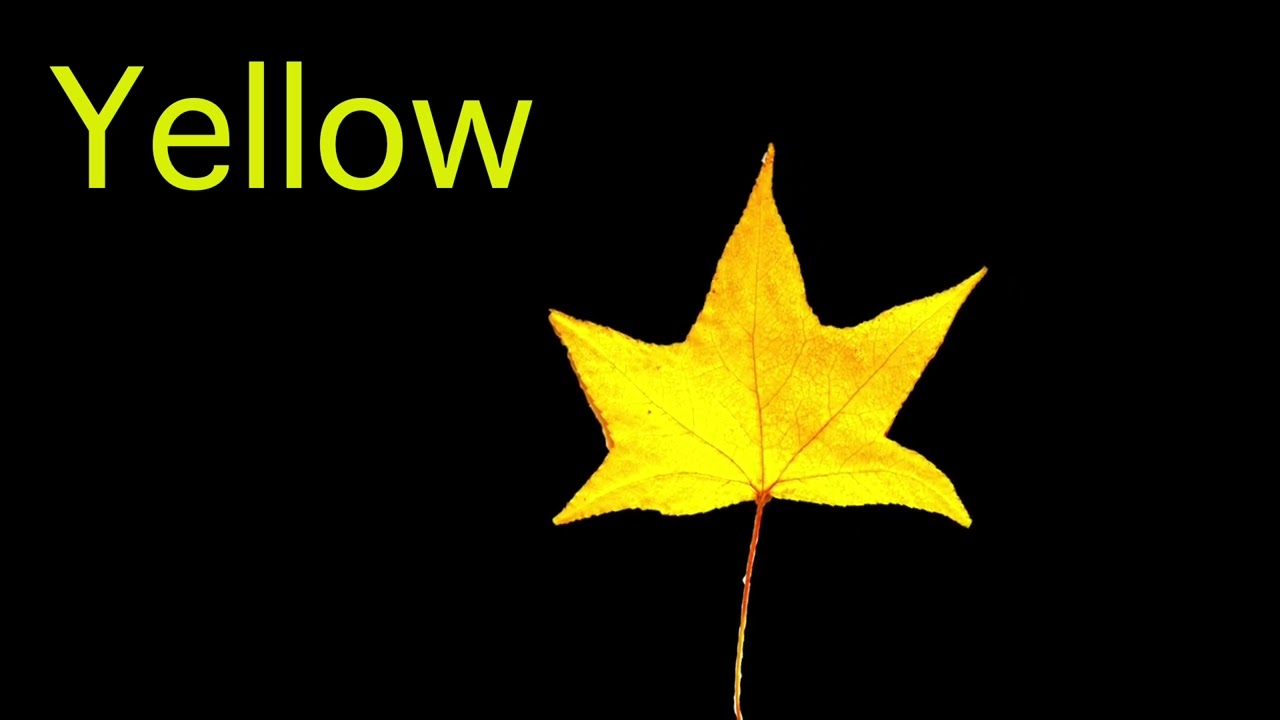 Песня о цвете осенних листьев для дошкольников с нарушениями зрения