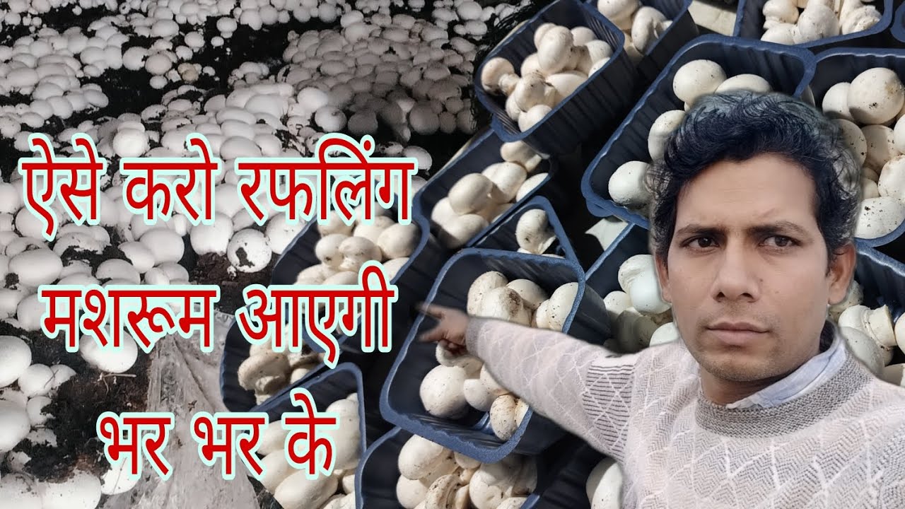 Mushroom Ruffling Ka Complete Process 🍄🔥 | Step by Step Button Mushroom Farming