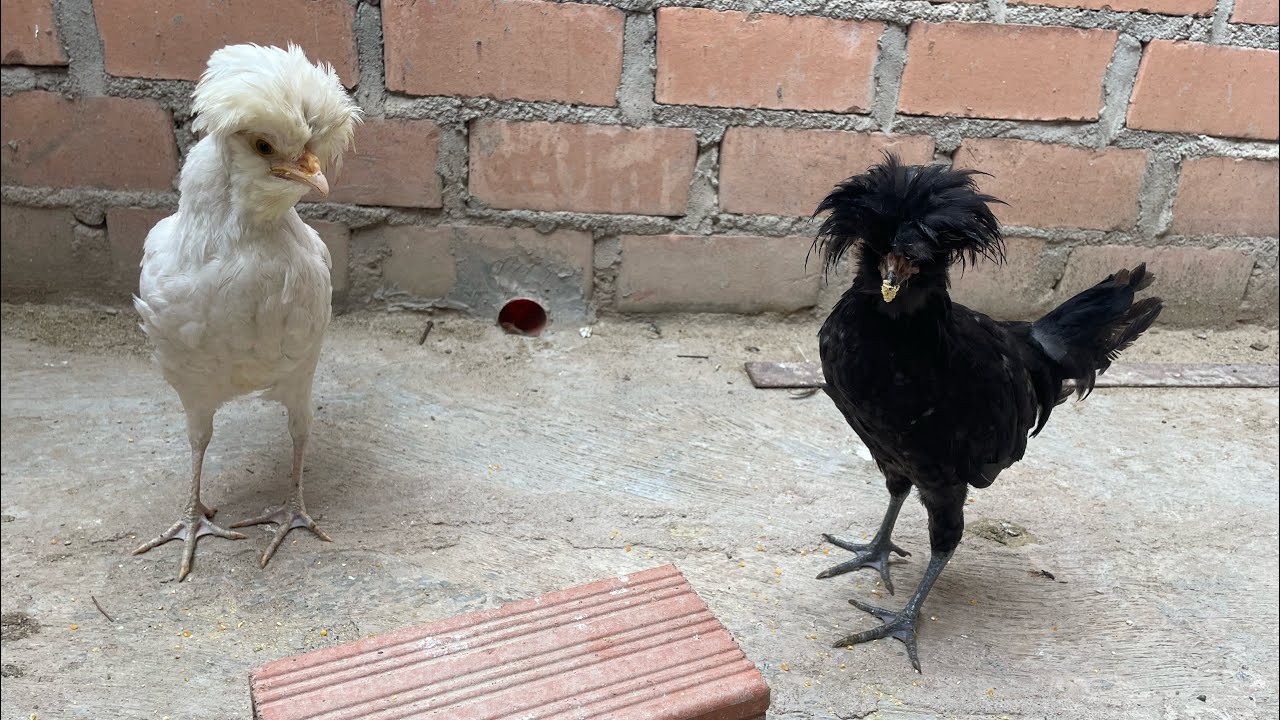 Una pareja de gallinas paduanas criando en el techo de mi casa