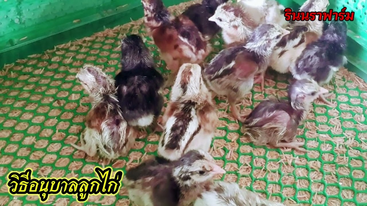 วิธีอนุบาลลูกไก่โดยแยกลูกไก่ออกจากแม่ตั้งแต่เกิด