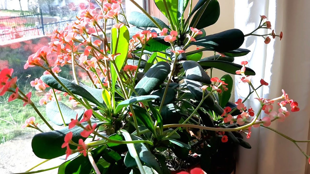 Dikenler Tacı Nasıl Bol Ciçek Verir Ve Çoğaltılır