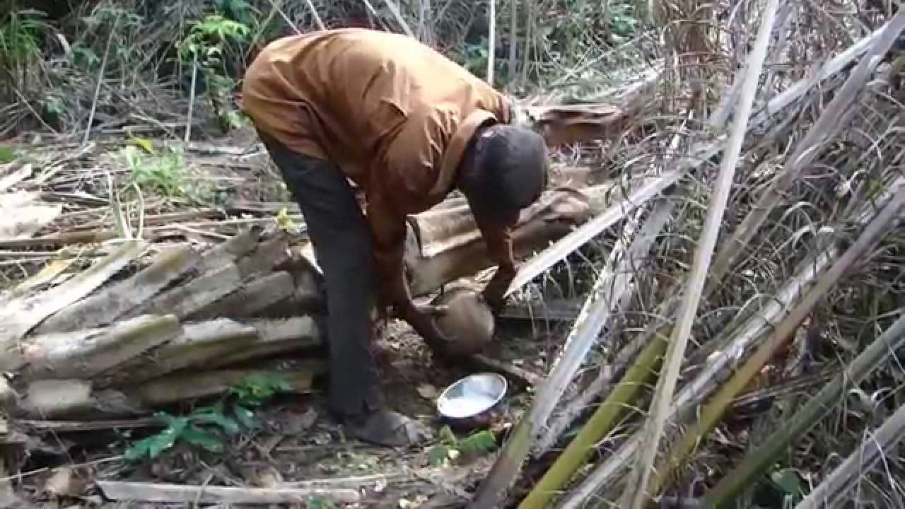 Fabrication du Vin de palme