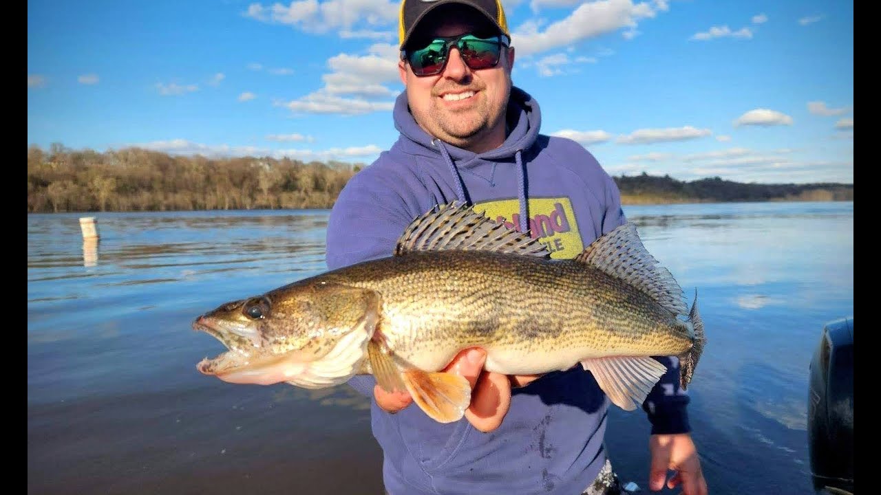 Dubuque Rig: Spring River Walleye Tactic (Multi-Jig Rig)