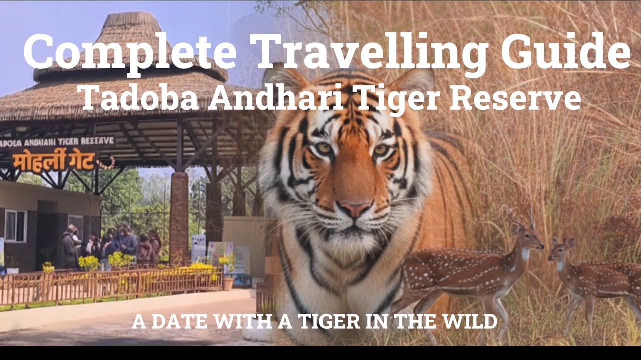 A complete Guide to Tiger Safari at Tadoba Andhari Tiger Reserve II A date with tiger in jungle