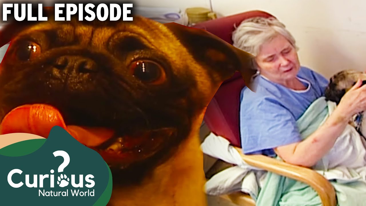How This Pug Became The PERFECT Therapy Dog | Curious?: Natural World