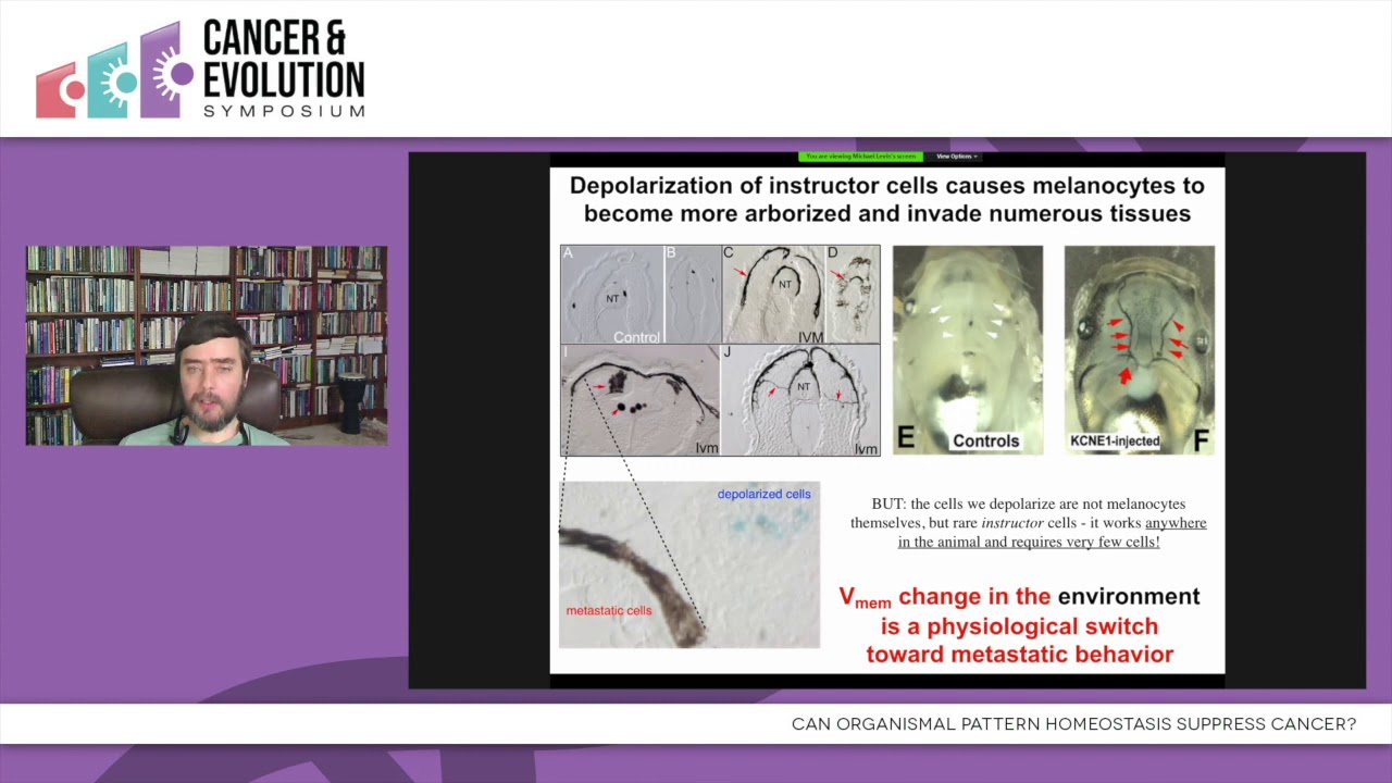 Michael Levin - Can Organismal Pattern Homeostasis Suppress Cancer?