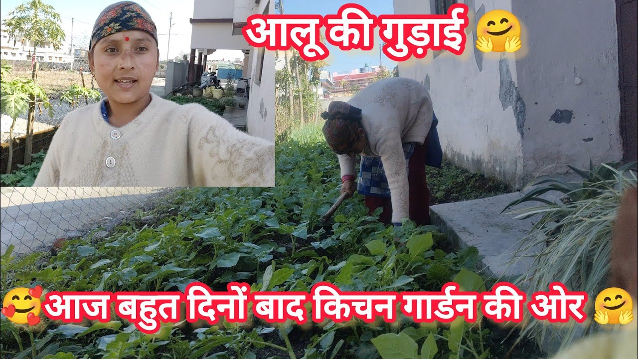 🥰आज की मैंने किचन गार्डन में आलू की गुड़ाई🤗 #daily_vlog  #mini_vlog #phadi_life_style #family_vlog 
