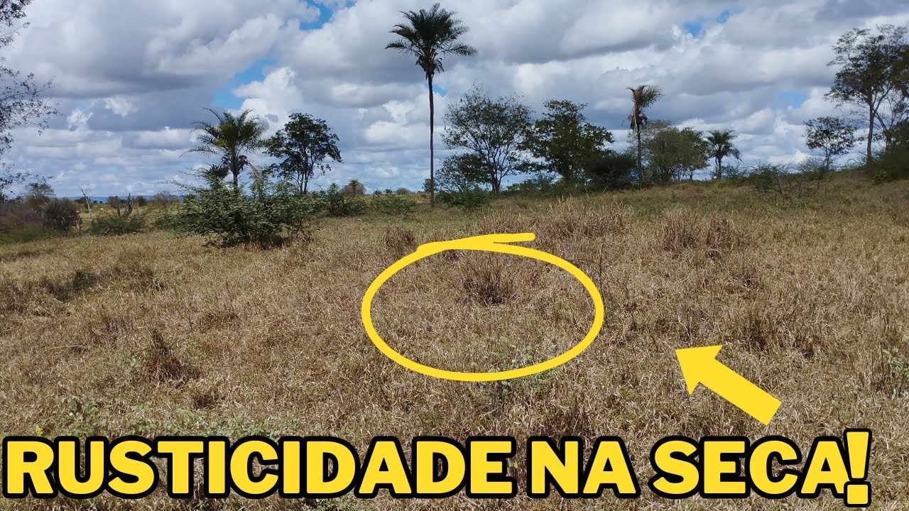 CAPIM CORRENTE E BUFFEL NA SECA DO SERTÃO NORDESTINO!#seca #pecuária#fazend #agro #campo#vidanaroça