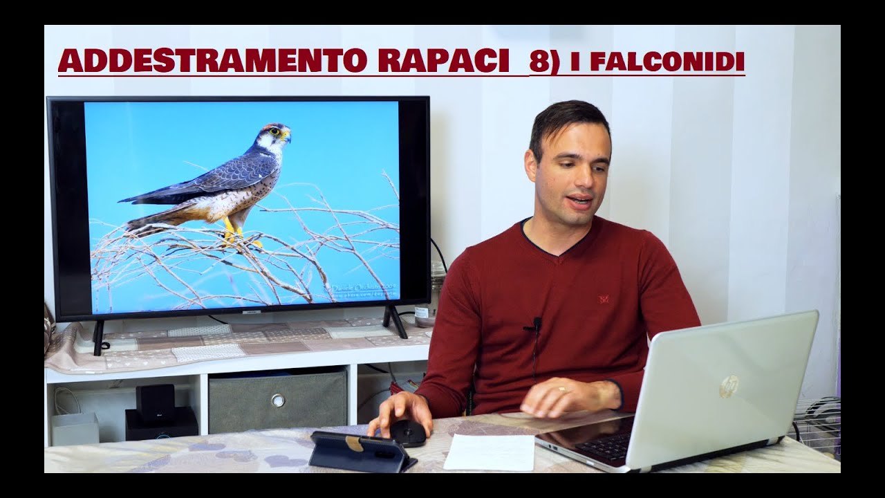 COME ADDESTRARE I RAPACI | 8) I falconidi più utilizzati