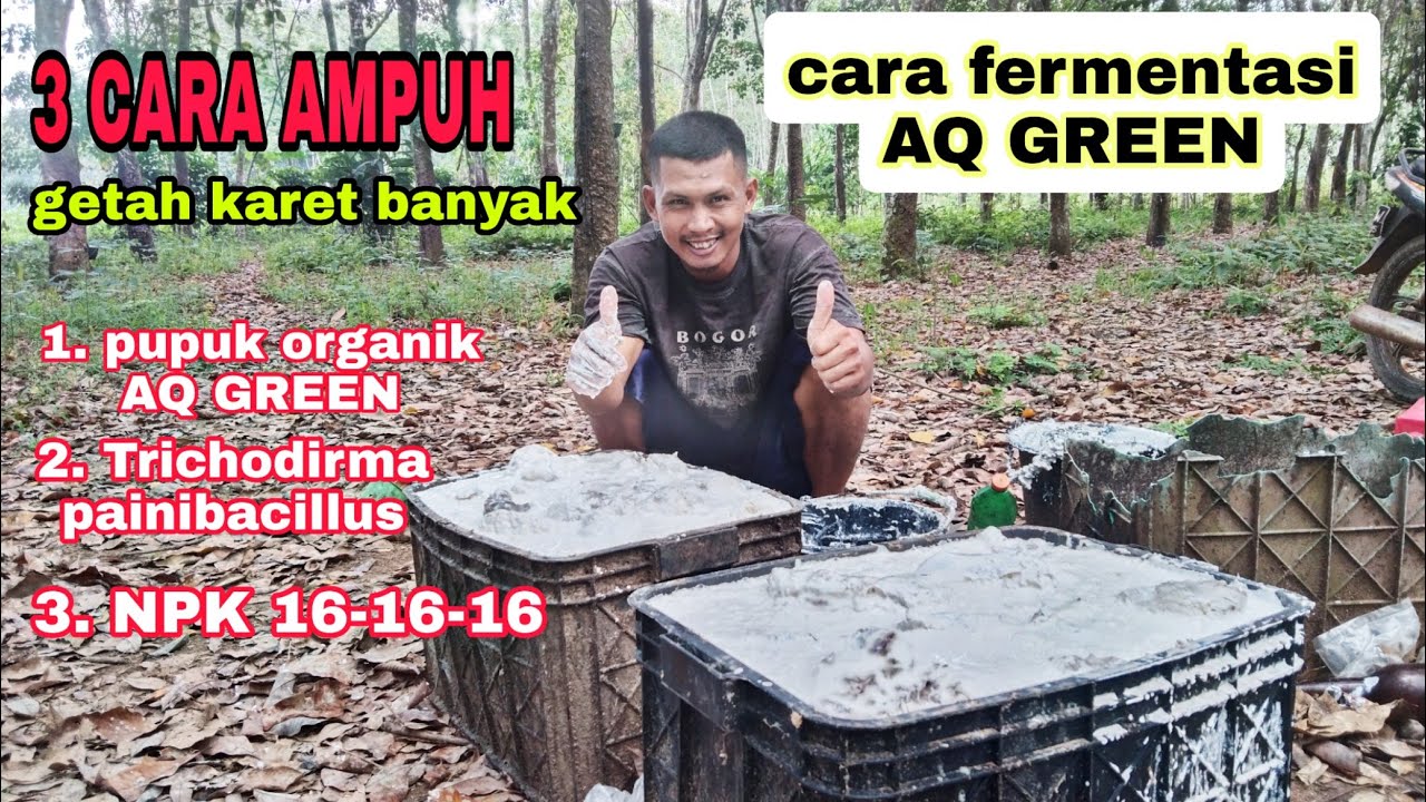 Cara fermentasi pupuk organik AQ GREEN//AQ GREEN menambah dan membuat bobot getah karet