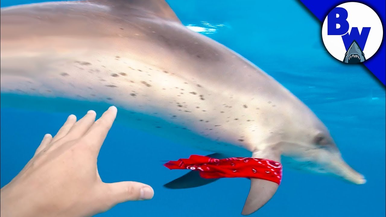 Dolphin STEALS From Diver!