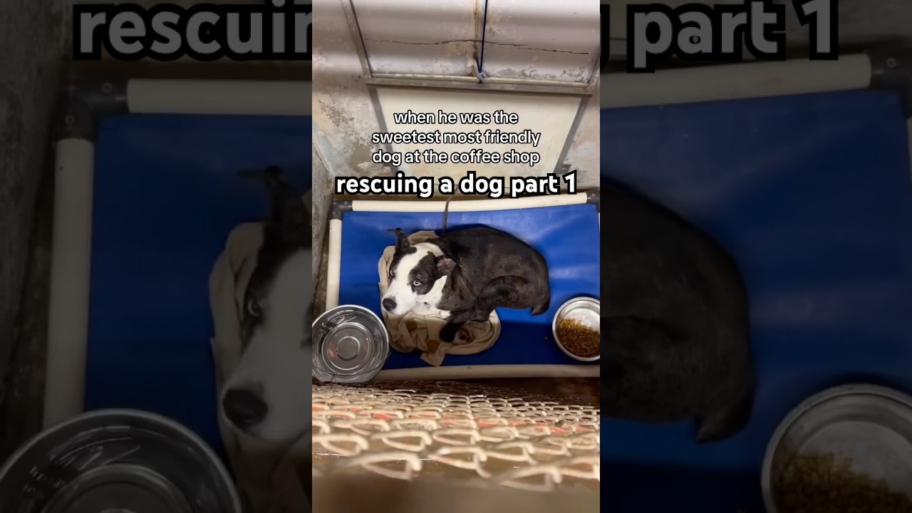 спасение собаки часть 1 #спасениесобаки