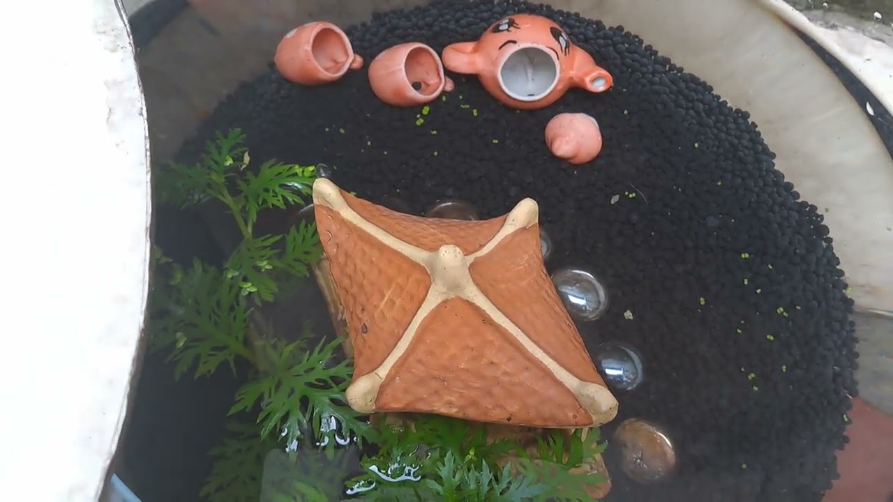 2025 - Chơi cá thủy sinh ngoài trời