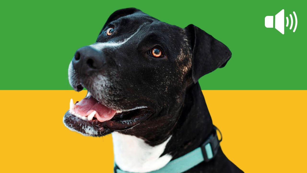 10 Sonidos Que Enloquecen a los Perros! Silbatos, Juguetes y Más 🐶