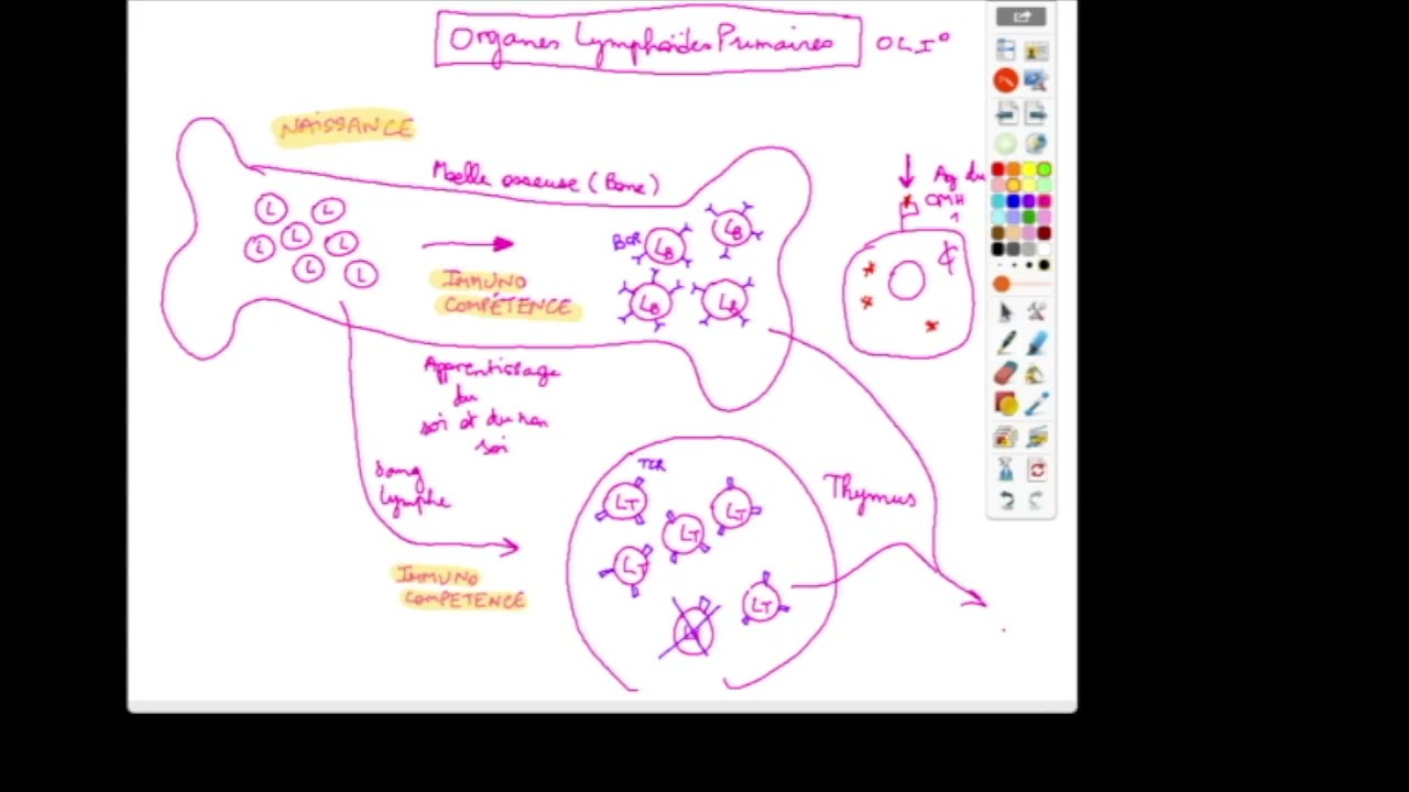 r&ocirc;les des organes lympho&iuml;des primaires et secondaires (TST2S)