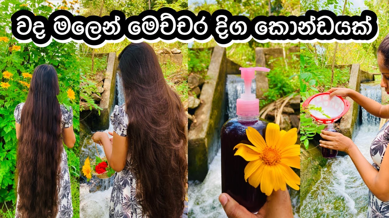 සතියෙන් අලුත් හිසකෙස් වැවෙන රහස || Hibiscus Shampoo for fast hair growth || Hair Care Vlogs My Diar