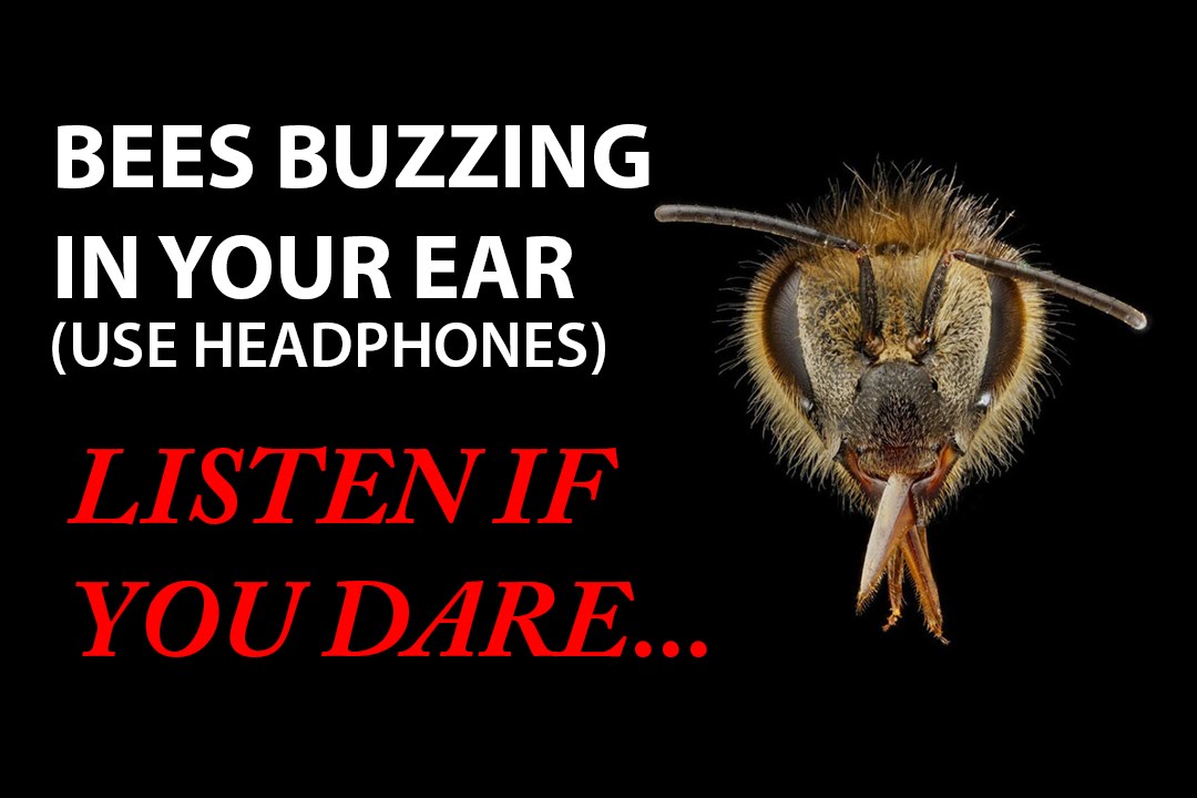 BEES BUZZING IN YOUR EAR! (Virtual 3D Sound) Zuccarelli Holophonics