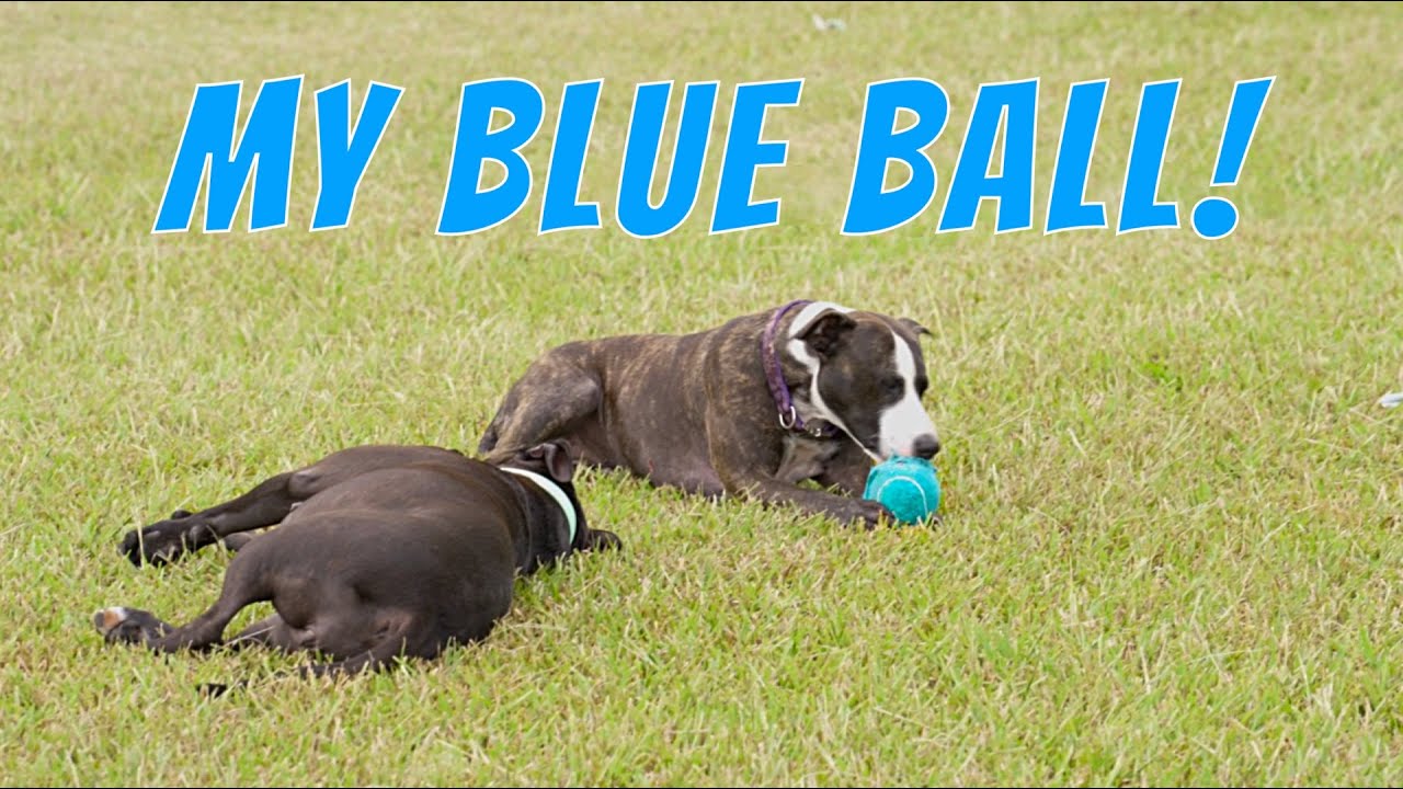 Miss Violet's 'Special' Blue Tennis Ball