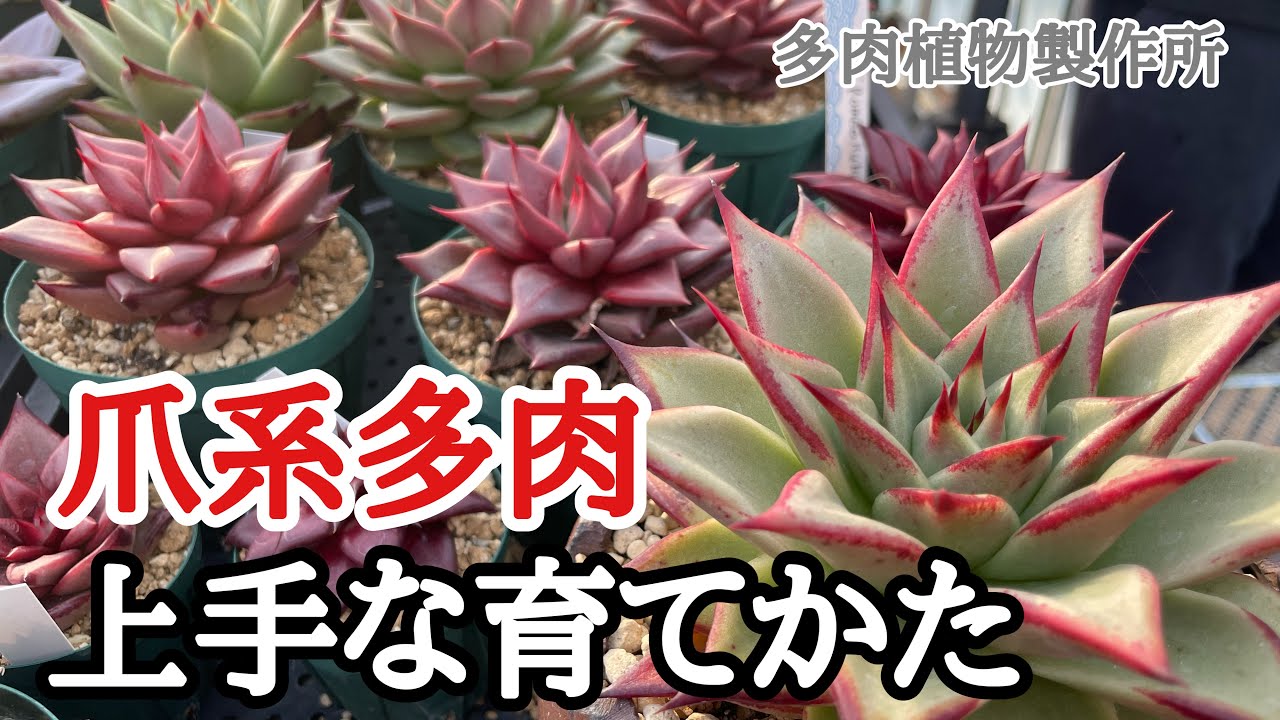 #22【多肉植物製作所】爪系エケベリアの育て方
