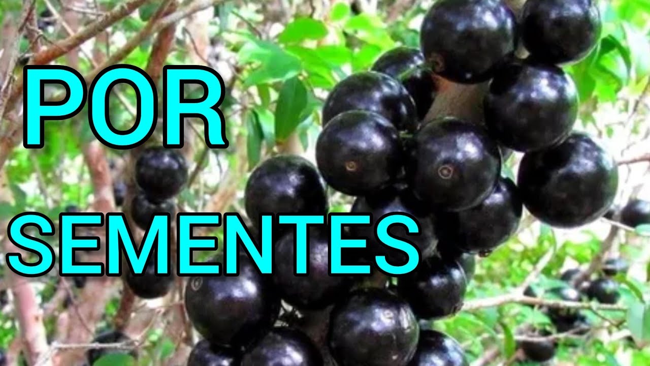 JABUTICABA POR SEMENTE COMO GERMINAR