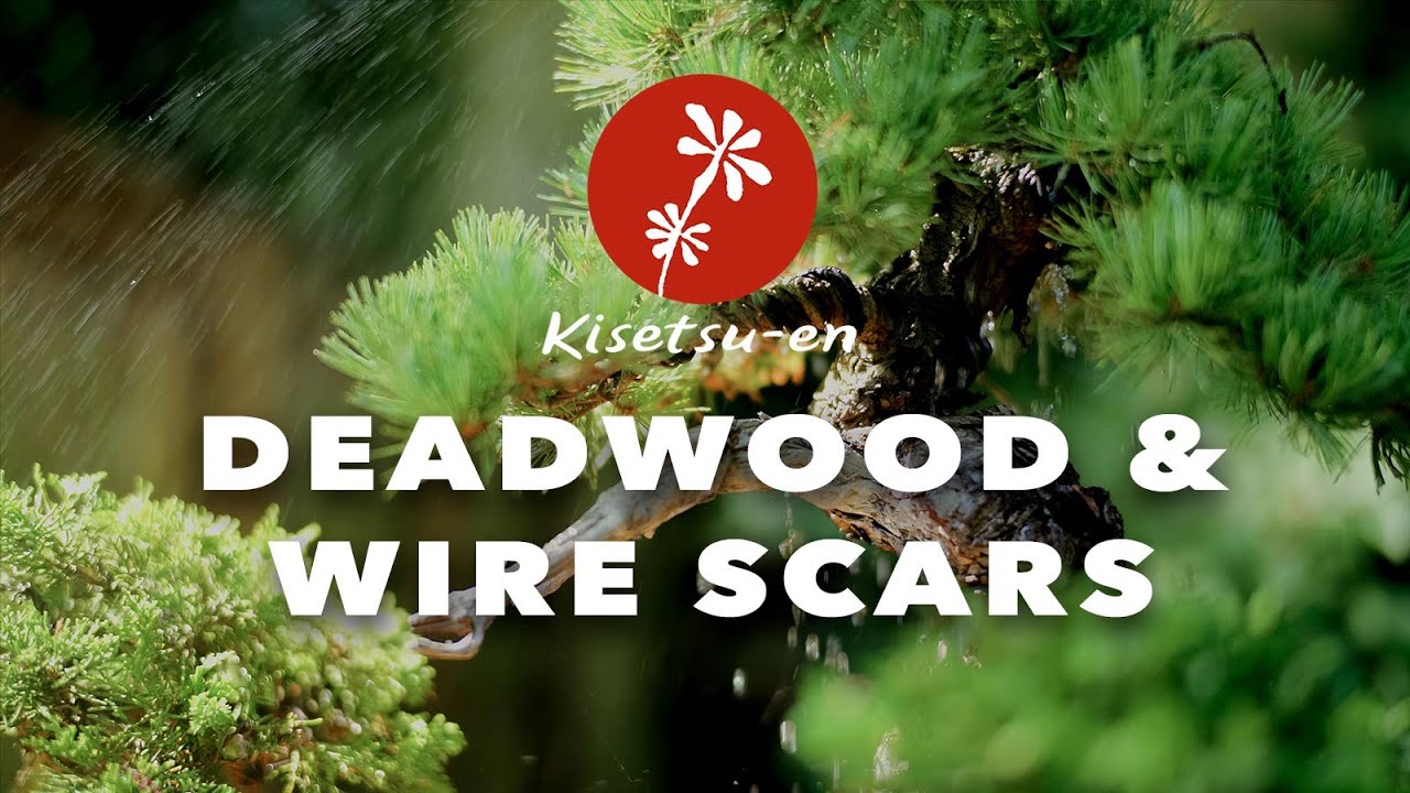 Bonsai deadwood and wire scar technique.