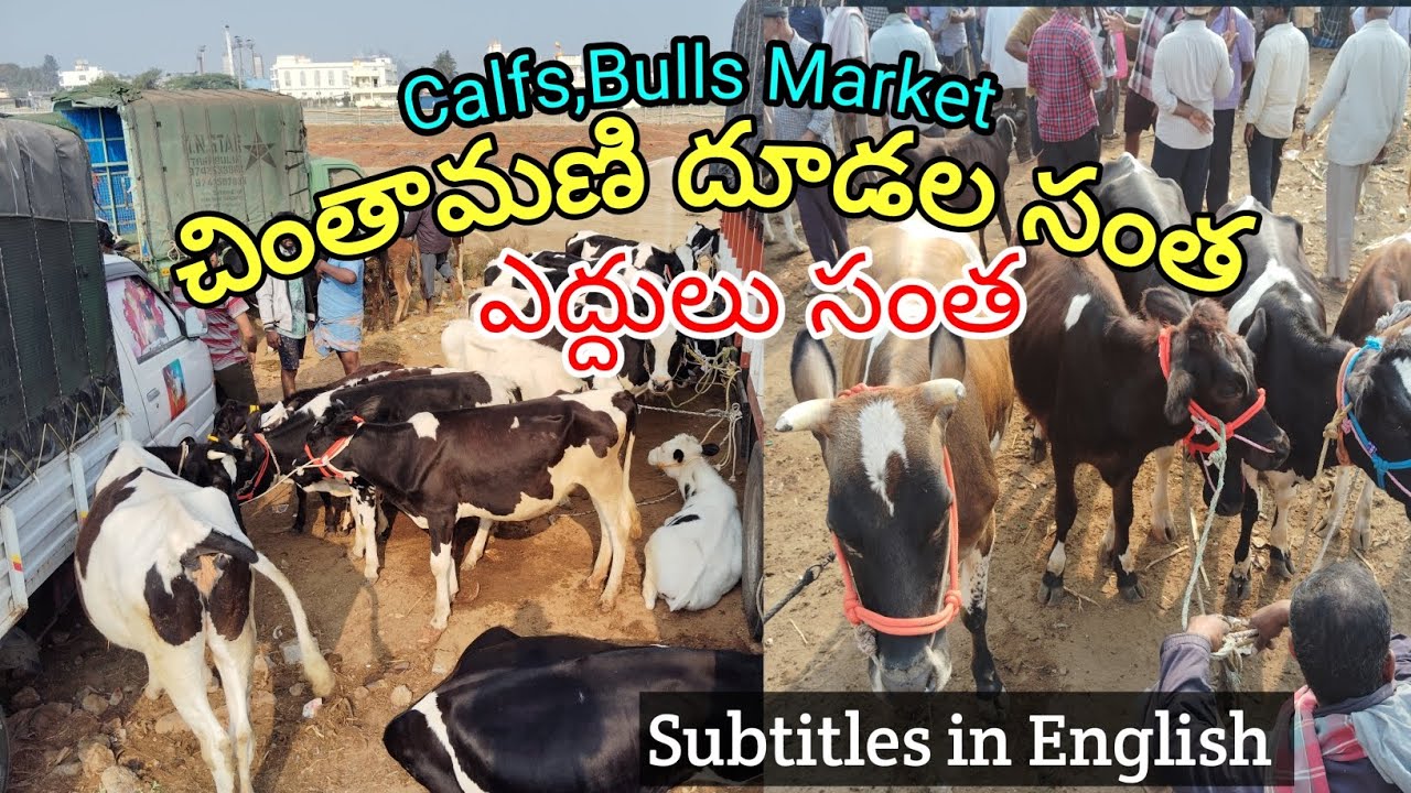 Chintamani Calfs,Bulls Market | Hf, Jersey దూడలు ఎద్దుల సంత 10-3-2024 | Farmer Stuff