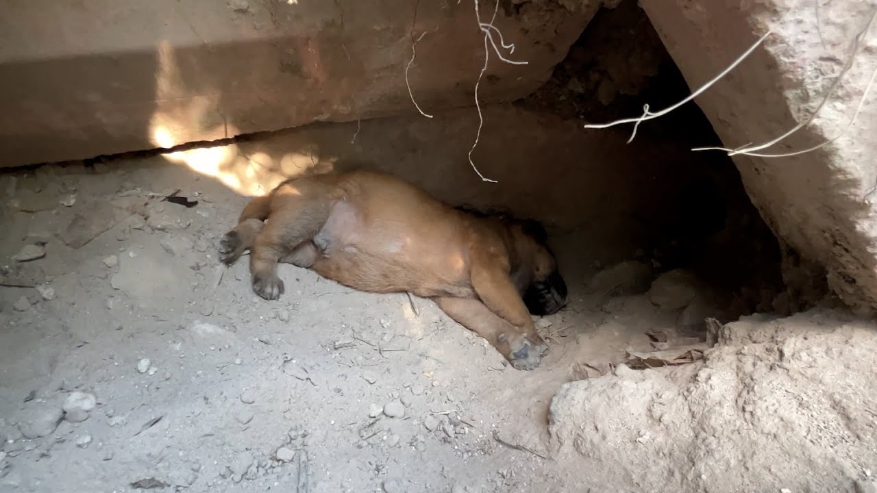 Kayanın Altındaki Yavruları Anne Köpek Taşıyor