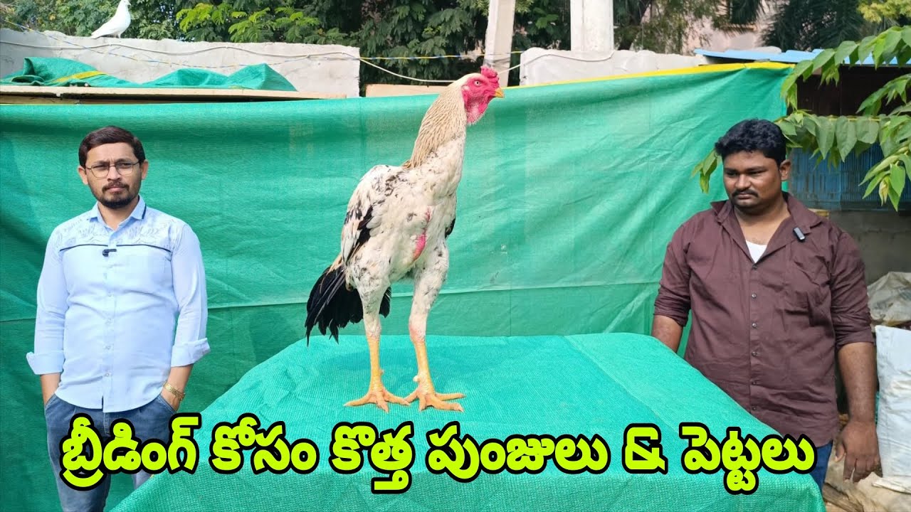తమిళనాడు నుండి వచ్చిన 15 పుంజులు | ఫామ్  నెంబర్ 9000243514