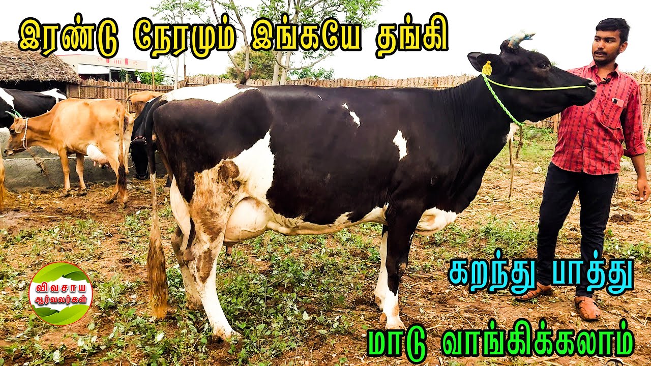 22 லிட்டர் பால் கறந்து பார்த்து மாடு வாங்குங்க|வஞ்சி அம்மன் மாட்டு பண்ணை #vivasayaarvalargal #cows