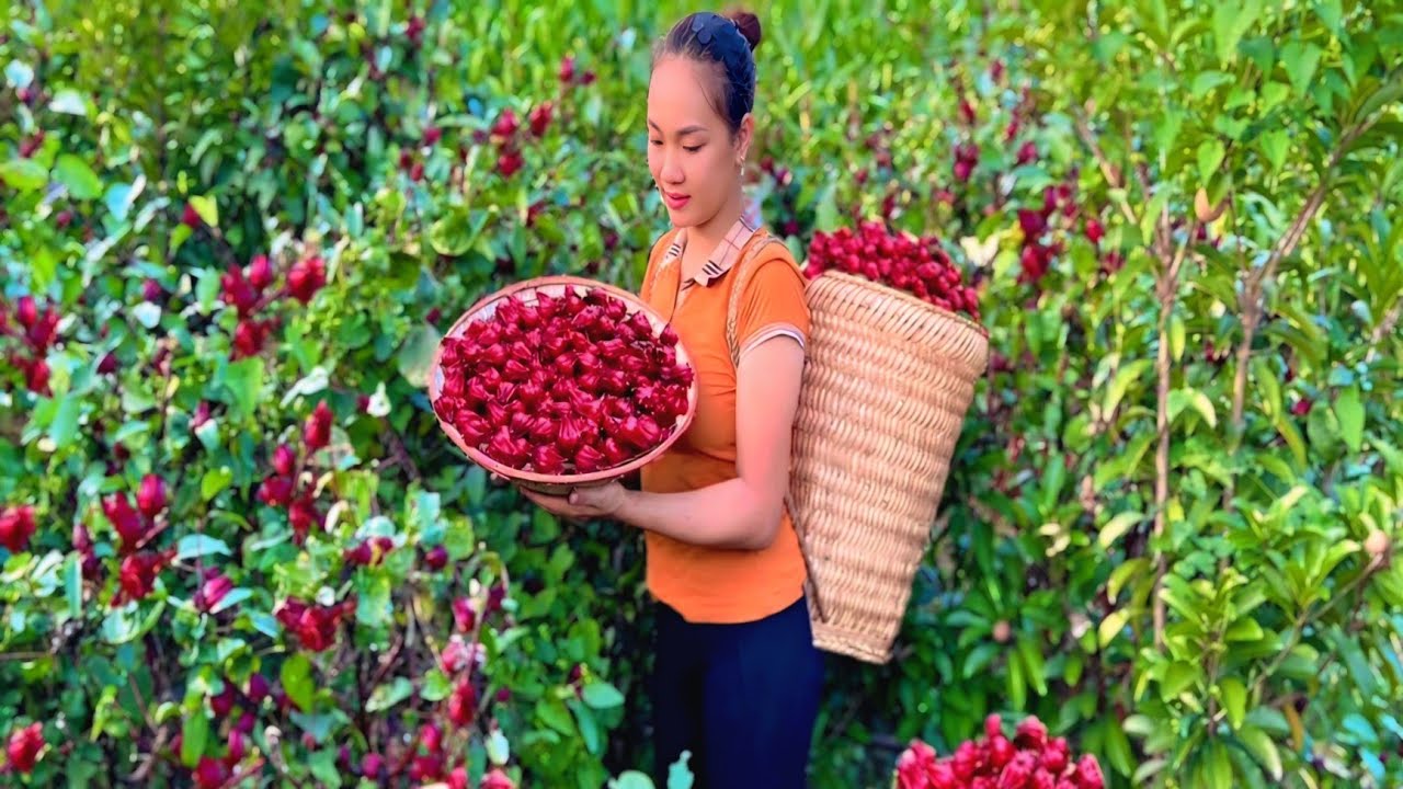 Harvest the red ATISO flower garden to go to the market to sell. Cook, garden and live with nature