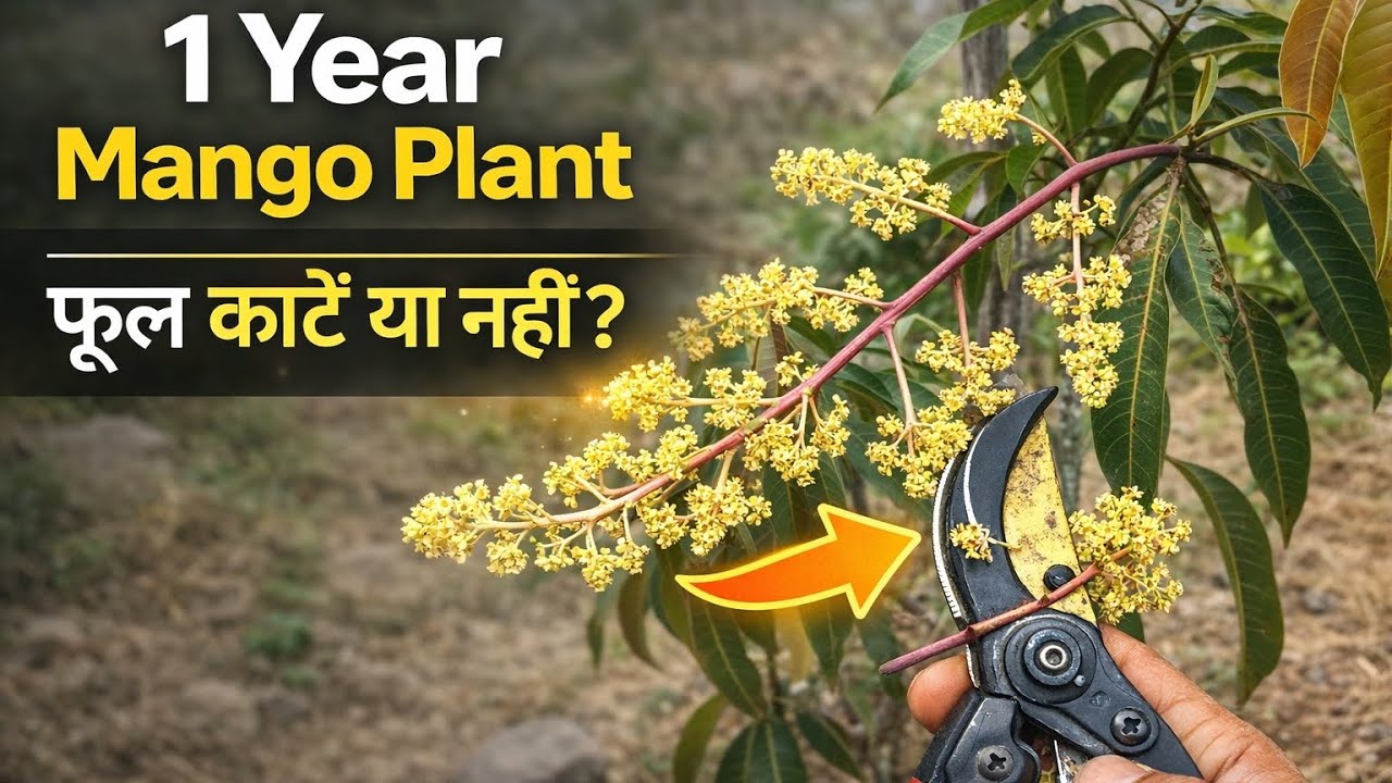 1 Year Mango Plant ke Flowers Cut Karna | फायदा या नुकसान? | फूल काटने का सच | Grow Fast & Strong