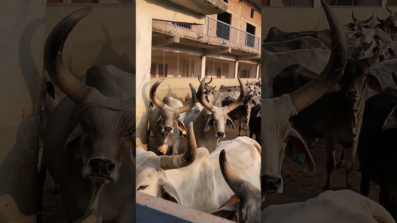 गाय विश्व की माता है | Krishnayan Desi Gauraksha #shorts #ytshorts