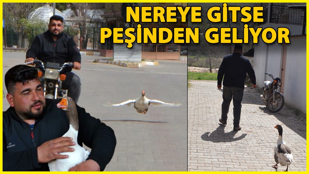 Kesmek için Aldığı Kaz, Peşinden Ayrılmıyor