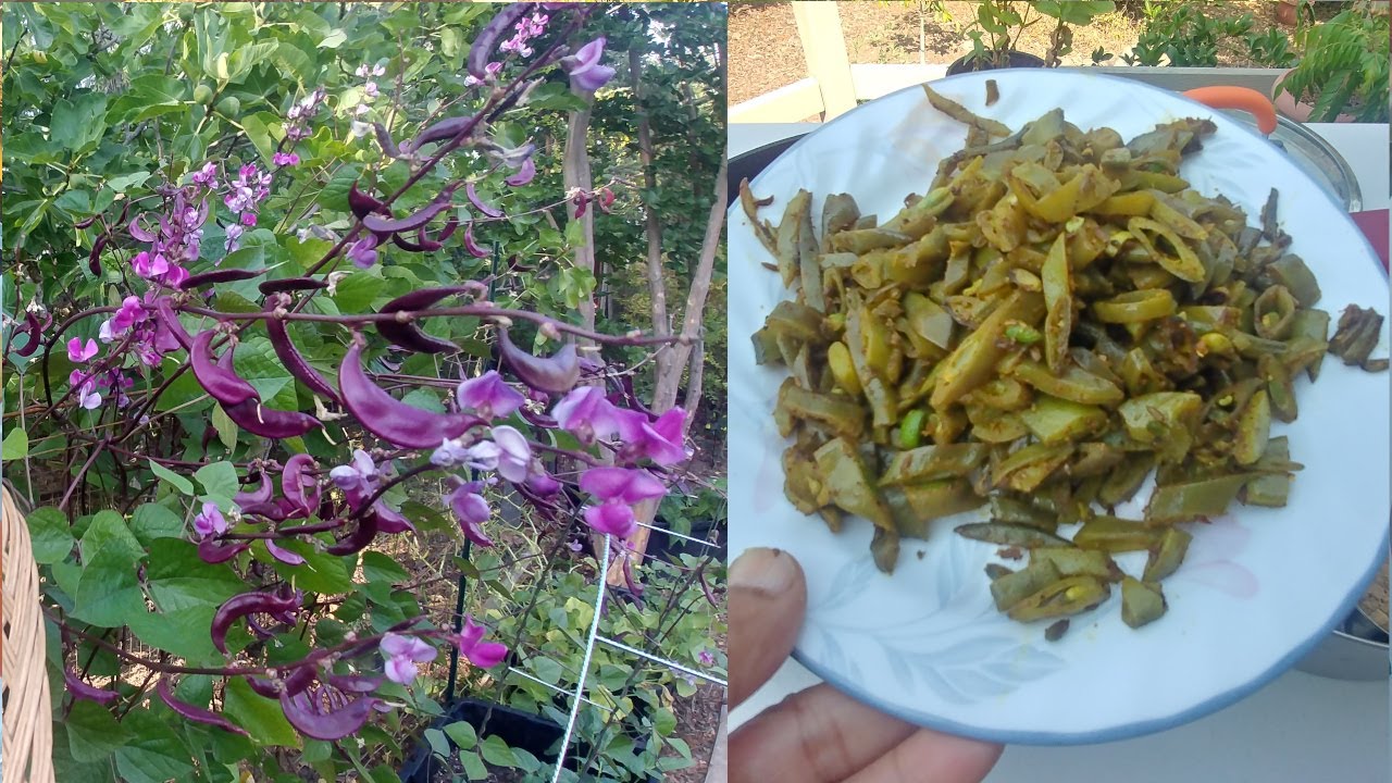 Garden To Table - Cooking Purple Hyacinth Beans