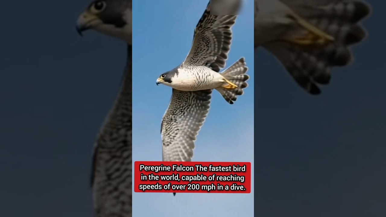 Peregrine Falcon